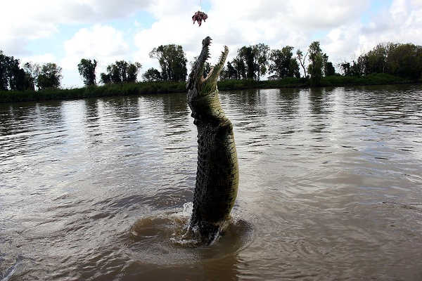 Jumping Crocodile Darwin